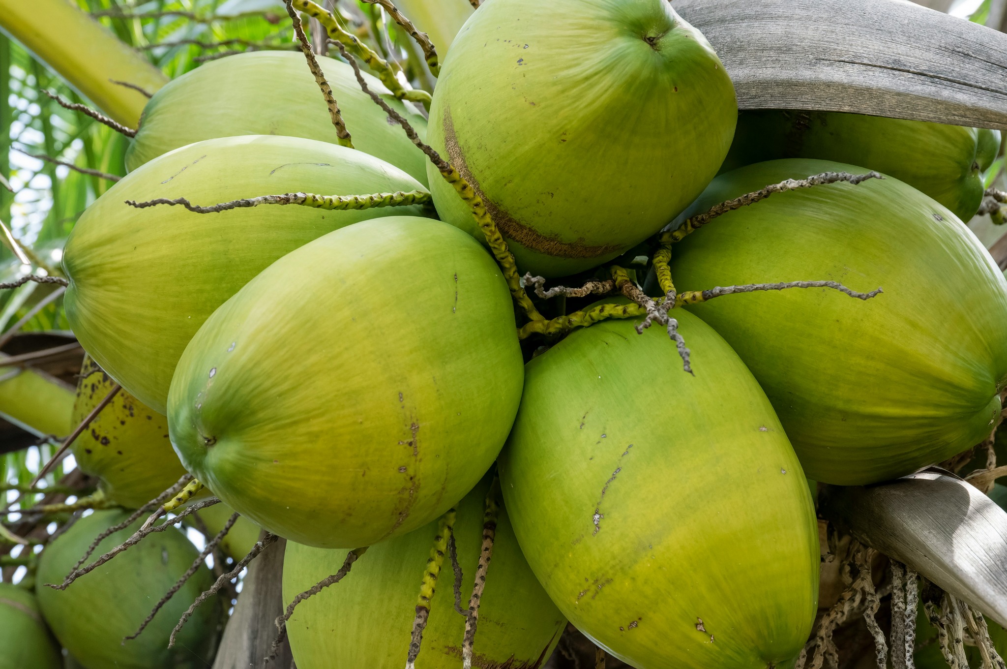 A cluster of green coconuts growing on a palm
