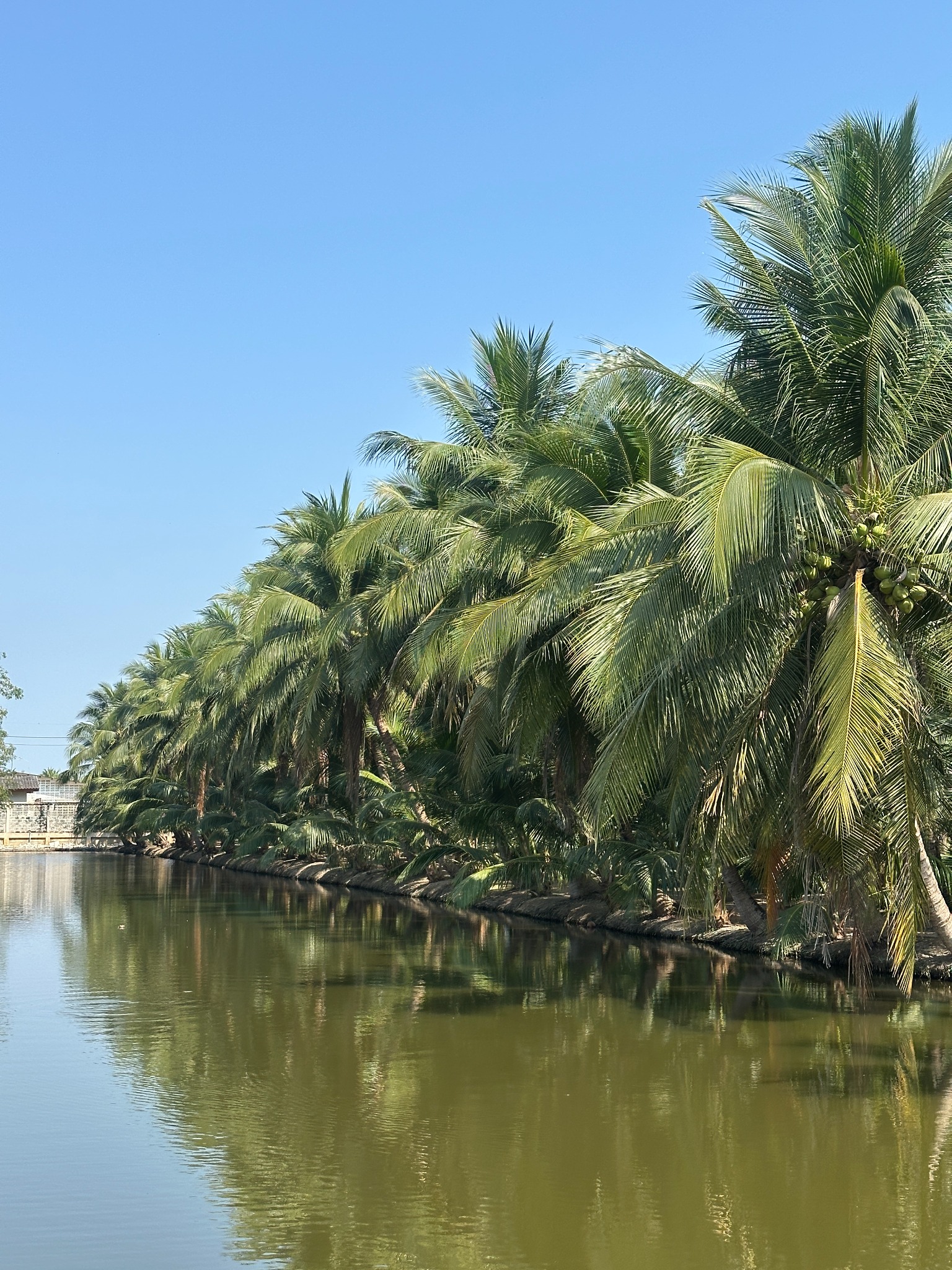 Coconut palms beside the lake on our family farm in Ratchaburi